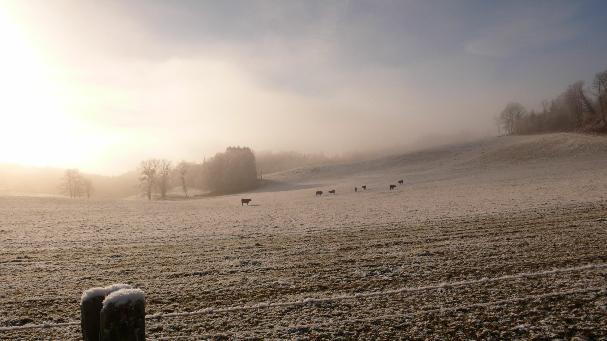 Festival de Printemps SOIRÉE BAL